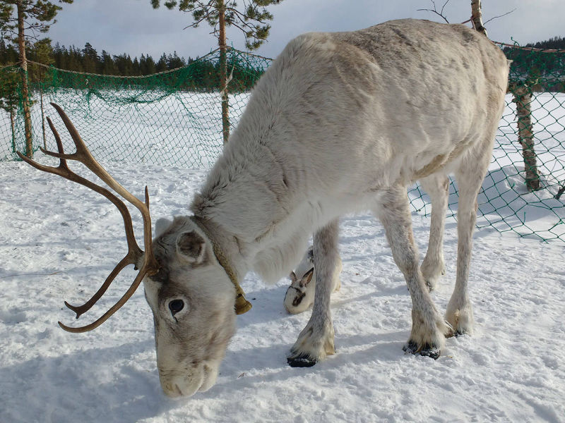 Reindeer